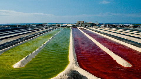 Astaxantina Natural Havaiana: Porque Nem Todas São Iguais — Descubra a Diferença OX Nature
