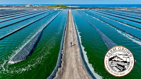 Spirulina Havaiana OX Nature: O Multivitamínico Natural Mais Completo da Natureza